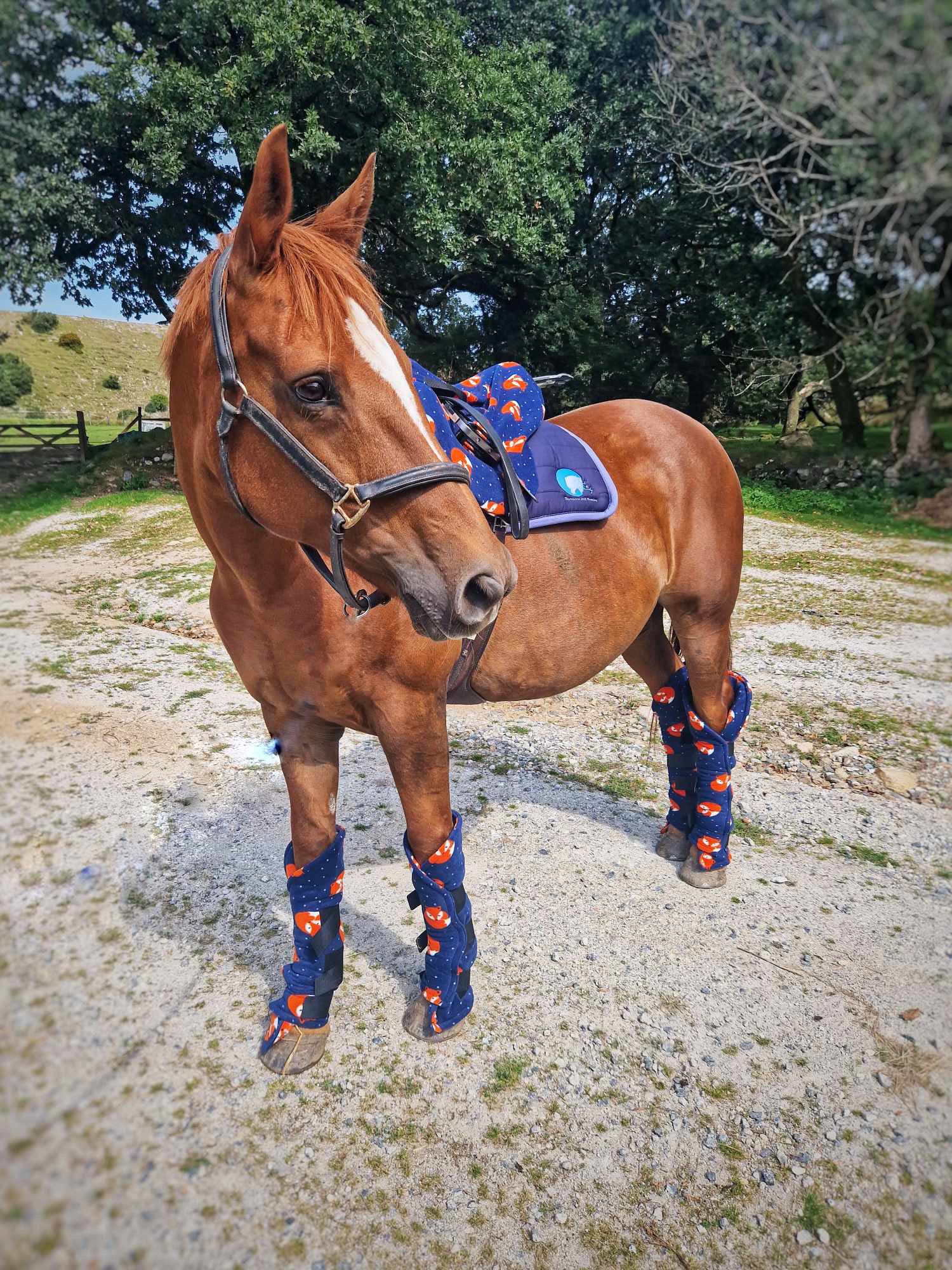 Miniature horse shop splint boots